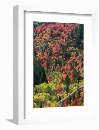 USA, Wyoming. Colorful autumn foliage, Caribou-Targhee National Forest.-Judith Zimmerman-Framed Photographic Print