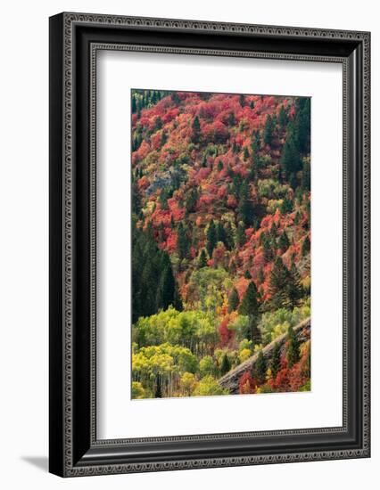 USA, Wyoming. Colorful autumn foliage, Caribou-Targhee National Forest.-Judith Zimmerman-Framed Photographic Print