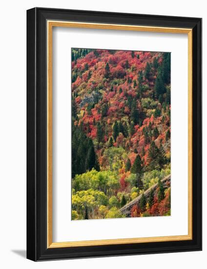 USA, Wyoming. Colorful autumn foliage, Caribou-Targhee National Forest.-Judith Zimmerman-Framed Photographic Print