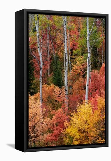 USA, Wyoming. Colorful autumn foliage, Caribou-Targhee National Forest.-Judith Zimmerman-Framed Premier Image Canvas