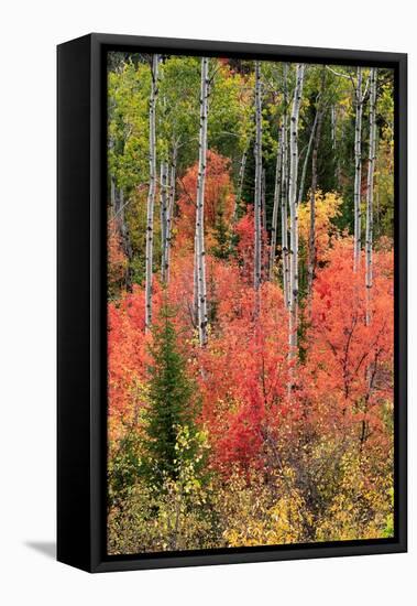 USA, Wyoming. Colorful autumn foliage, Caribou-Targhee National Forest.-Judith Zimmerman-Framed Premier Image Canvas