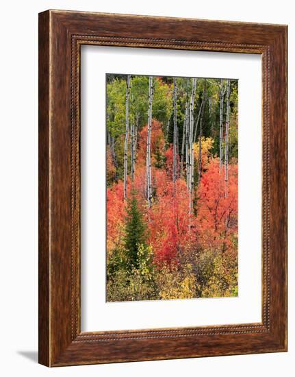 USA, Wyoming. Colorful autumn foliage, Caribou-Targhee National Forest.-Judith Zimmerman-Framed Photographic Print