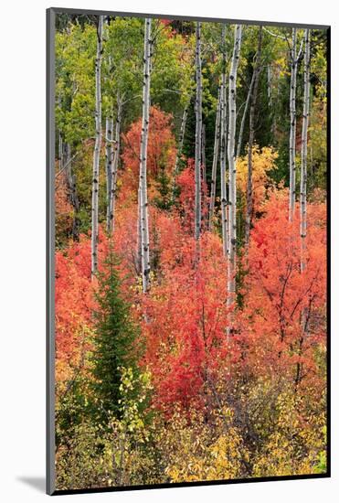 USA, Wyoming. Colorful autumn foliage, Caribou-Targhee National Forest.-Judith Zimmerman-Mounted Photographic Print