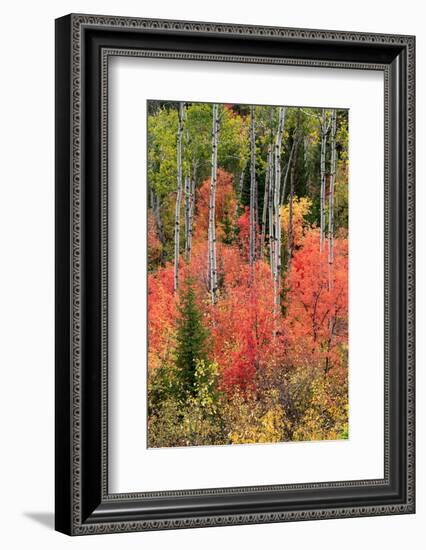 USA, Wyoming. Colorful autumn foliage, Caribou-Targhee National Forest.-Judith Zimmerman-Framed Photographic Print