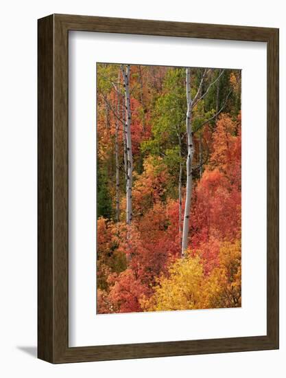 USA, Wyoming. Colorful autumn foliage, Caribou-Targhee National Forest.-Judith Zimmerman-Framed Photographic Print