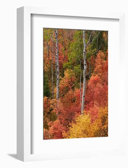 USA, Wyoming. Colorful autumn foliage, Caribou-Targhee National Forest.-Judith Zimmerman-Framed Photographic Print