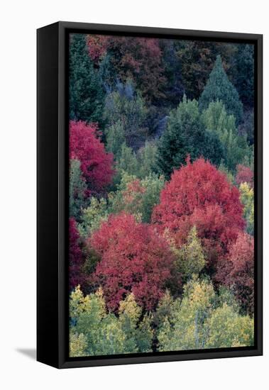 USA, Wyoming. Colorful autumn foliage, Caribou-Targhee National Forest.-Judith Zimmerman-Framed Premier Image Canvas