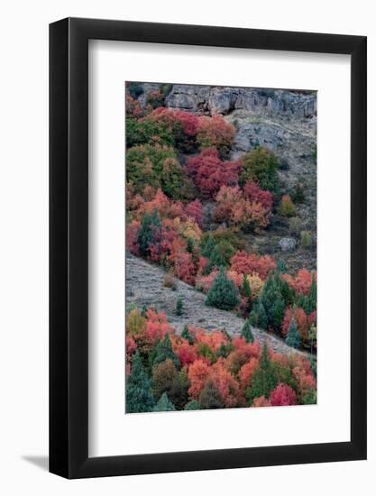 USA, Wyoming. Colorful autumn foliage, Caribou-Targhee National Forest.-Judith Zimmerman-Framed Photographic Print