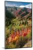 USA, Wyoming. Colorful autumn foliage, Caribou-Targhee National Forest.-Judith Zimmerman-Mounted Photographic Print