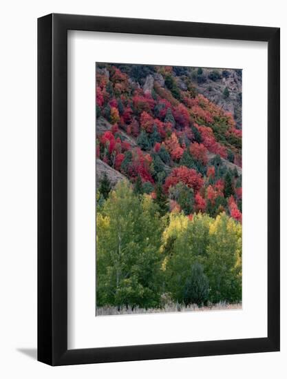 USA, Wyoming. Colorful autumn foliage, Caribou-Targhee National Forest.-Judith Zimmerman-Framed Photographic Print