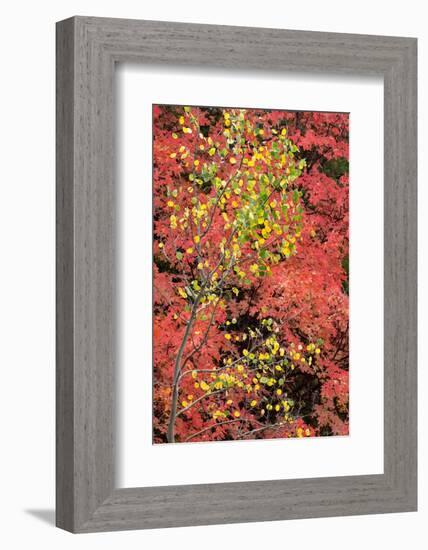 USA, Wyoming. Colorful autumn foliage, Caribou-Targhee National Forest.-Judith Zimmerman-Framed Photographic Print