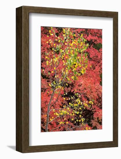 USA, Wyoming. Colorful autumn foliage, Caribou-Targhee National Forest.-Judith Zimmerman-Framed Photographic Print