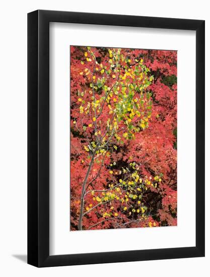 USA, Wyoming. Colorful autumn foliage, Caribou-Targhee National Forest.-Judith Zimmerman-Framed Photographic Print