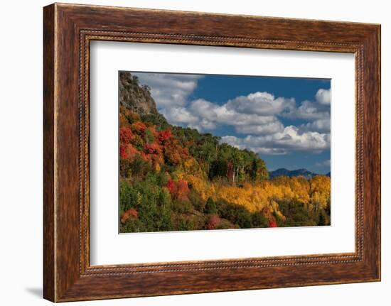 USA, Wyoming. Colorful autumn foliage of the Caribou-Targhee National Forest.-Judith Zimmerman-Framed Photographic Print