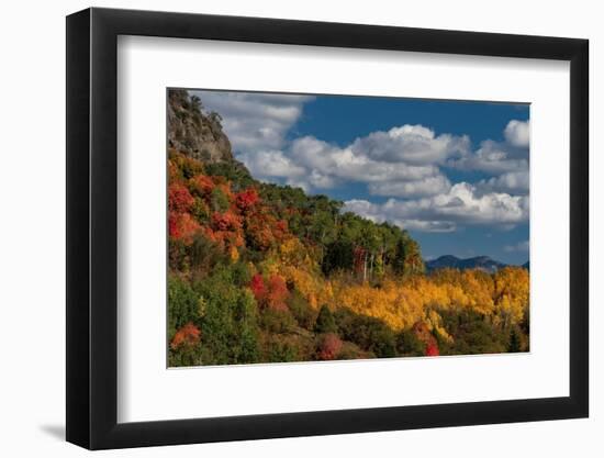 USA, Wyoming. Colorful autumn foliage of the Caribou-Targhee National Forest.-Judith Zimmerman-Framed Photographic Print