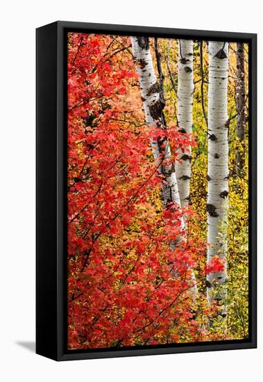 USA, Wyoming. Colorful autumn foliage of the Caribou-Targhee National Forest.-Judith Zimmerman-Framed Premier Image Canvas