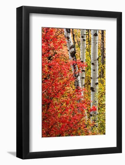 USA, Wyoming. Colorful autumn foliage of the Caribou-Targhee National Forest.-Judith Zimmerman-Framed Photographic Print