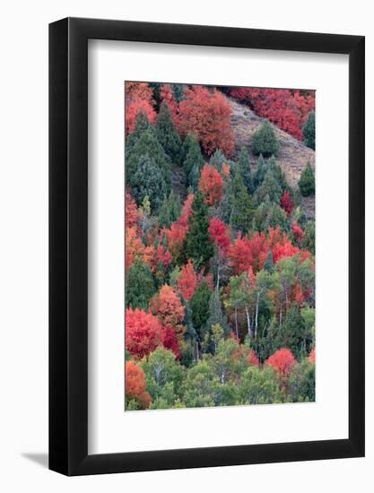 USA, Wyoming. Colorful autumn foliage of the Caribou-Targhee National Forest.-Judith Zimmerman-Framed Photographic Print