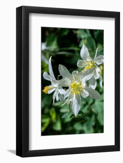 USA, Wyoming. Columbine wildflowers, Grand Teton National Park.-Judith Zimmerman-Framed Photographic Print