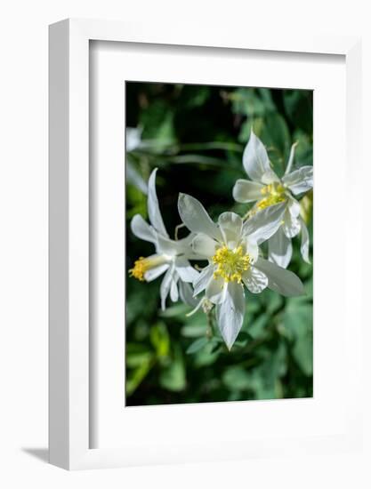 USA, Wyoming. Columbine wildflowers, Grand Teton National Park.-Judith Zimmerman-Framed Photographic Print