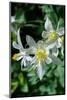 USA, Wyoming. Columbine wildflowers, Grand Teton National Park.-Judith Zimmerman-Mounted Photographic Print