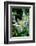 USA, Wyoming. Columbine wildflowers, Grand Teton National Park.-Judith Zimmerman-Framed Photographic Print