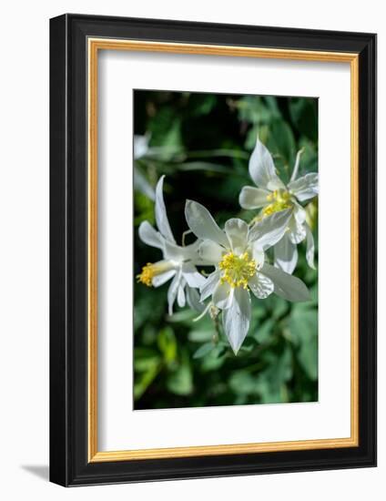 USA, Wyoming. Columbine wildflowers, Grand Teton National Park.-Judith Zimmerman-Framed Photographic Print