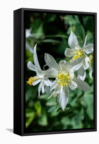 USA, Wyoming. Columbine wildflowers, Grand Teton National Park.-Judith Zimmerman-Framed Premier Image Canvas