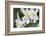 USA, Wyoming. Columbine wildflowers, Grand Teton National Park.-Judith Zimmerman-Framed Photographic Print