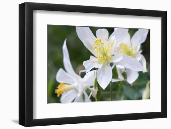 USA, Wyoming. Columbine wildflowers, Grand Teton National Park.-Judith Zimmerman-Framed Photographic Print