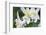 USA, Wyoming. Columbine wildflowers, Grand Teton National Park.-Judith Zimmerman-Framed Photographic Print