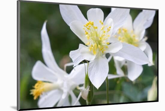 USA, Wyoming. Columbine wildflowers, Grand Teton National Park.-Judith Zimmerman-Mounted Photographic Print