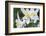 USA, Wyoming. Columbine wildflowers, Grand Teton National Park.-Judith Zimmerman-Framed Photographic Print