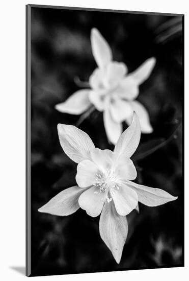 USA, Wyoming. Columbine wildflowers, Grand Teton National Park.-Judith Zimmerman-Mounted Photographic Print