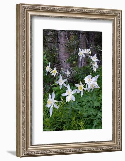 USA, Wyoming. Columbine wildflowers, Grand Teton National Park.-Judith Zimmerman-Framed Photographic Print