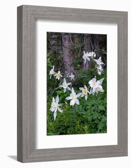 USA, Wyoming. Columbine wildflowers, Grand Teton National Park.-Judith Zimmerman-Framed Photographic Print