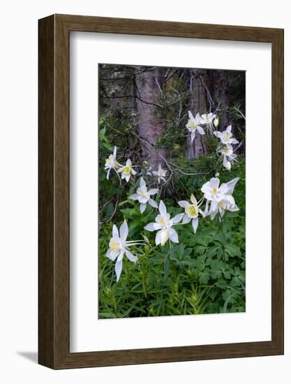 USA, Wyoming. Columbine wildflowers, Grand Teton National Park.-Judith Zimmerman-Framed Photographic Print