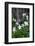 USA, Wyoming. Columbine wildflowers, Grand Teton National Park.-Judith Zimmerman-Framed Photographic Print