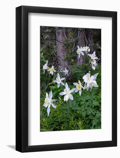 USA, Wyoming. Columbine wildflowers, Grand Teton National Park.-Judith Zimmerman-Framed Photographic Print