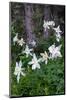 USA, Wyoming. Columbine wildflowers, Grand Teton National Park.-Judith Zimmerman-Mounted Photographic Print