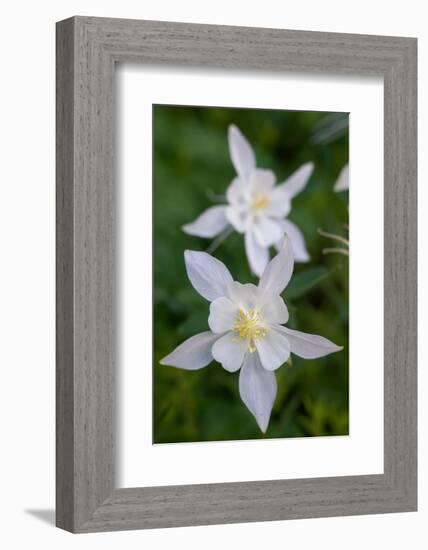 USA, Wyoming. Columbine wildflowers, Grand Teton National Park.-Judith Zimmerman-Framed Photographic Print