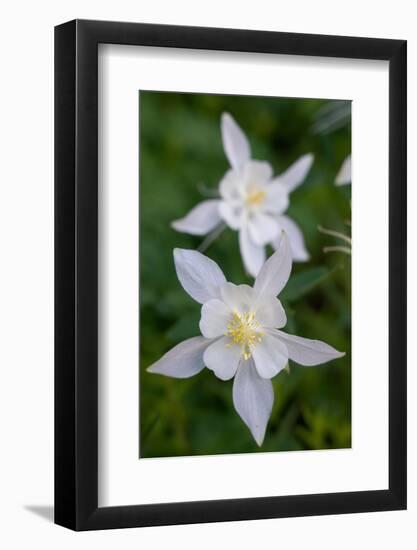 USA, Wyoming. Columbine wildflowers, Grand Teton National Park.-Judith Zimmerman-Framed Photographic Print