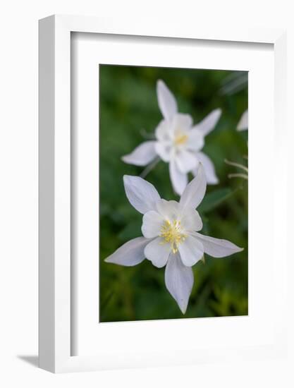 USA, Wyoming. Columbine wildflowers, Grand Teton National Park.-Judith Zimmerman-Framed Photographic Print