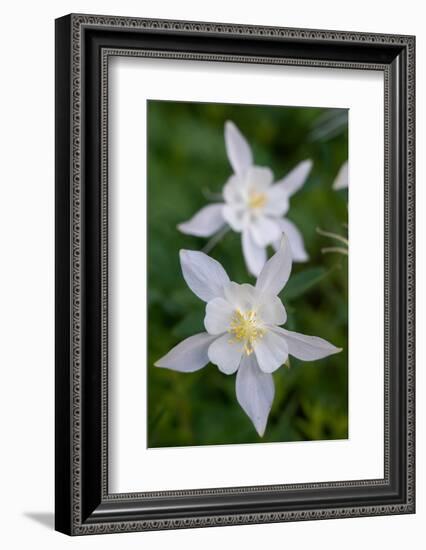 USA, Wyoming. Columbine wildflowers, Grand Teton National Park.-Judith Zimmerman-Framed Photographic Print