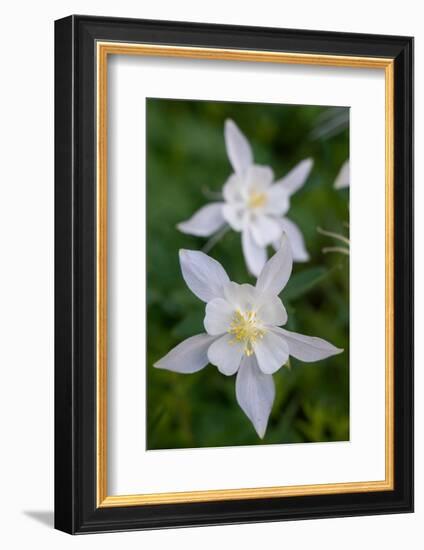 USA, Wyoming. Columbine wildflowers, Grand Teton National Park.-Judith Zimmerman-Framed Photographic Print