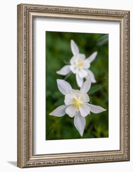 USA, Wyoming. Columbine wildflowers, Grand Teton National Park.-Judith Zimmerman-Framed Photographic Print