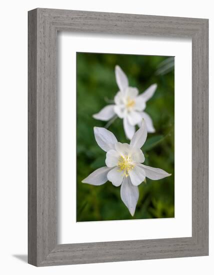 USA, Wyoming. Columbine wildflowers, Grand Teton National Park.-Judith Zimmerman-Framed Photographic Print