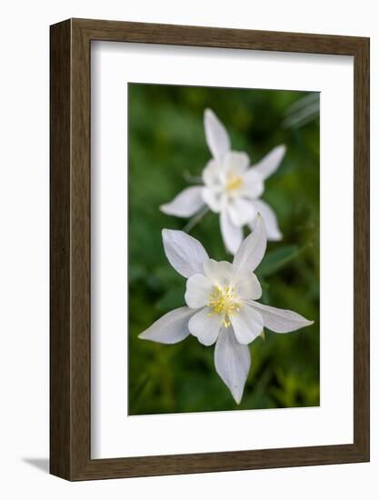 USA, Wyoming. Columbine wildflowers, Grand Teton National Park.-Judith Zimmerman-Framed Photographic Print