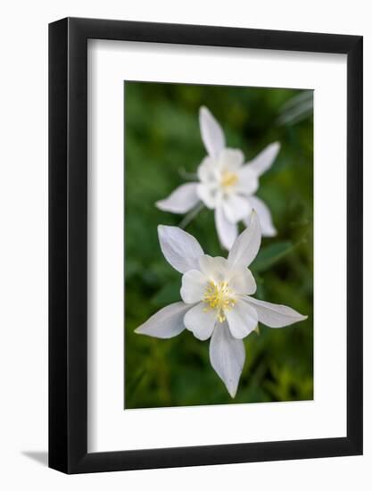 USA, Wyoming. Columbine wildflowers, Grand Teton National Park.-Judith Zimmerman-Framed Photographic Print