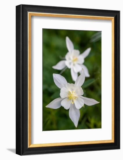 USA, Wyoming. Columbine wildflowers, Grand Teton National Park.-Judith Zimmerman-Framed Photographic Print